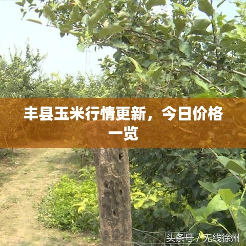 豐縣玉米行情更新,今日價格一覽