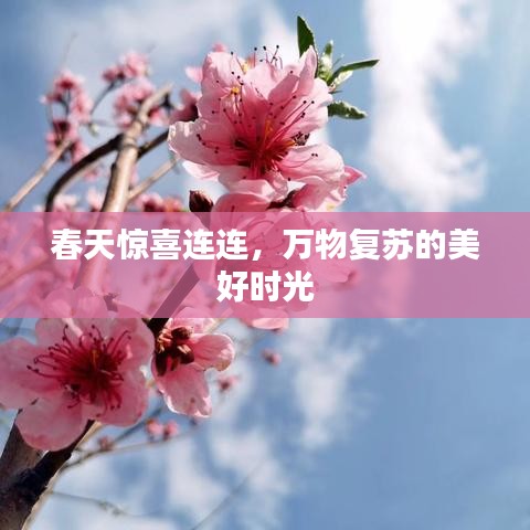 春天驚喜連連,萬物復(fù)蘇的美好時光
