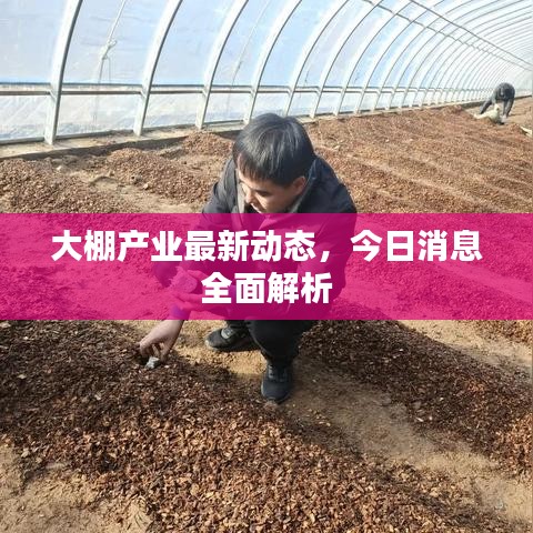 大棚產(chǎn)業(yè)最新動(dòng)態(tài),今日消息全面解析