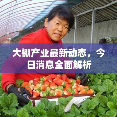 大棚產(chǎn)業(yè)最新動(dòng)態(tài),今日消息全面解析