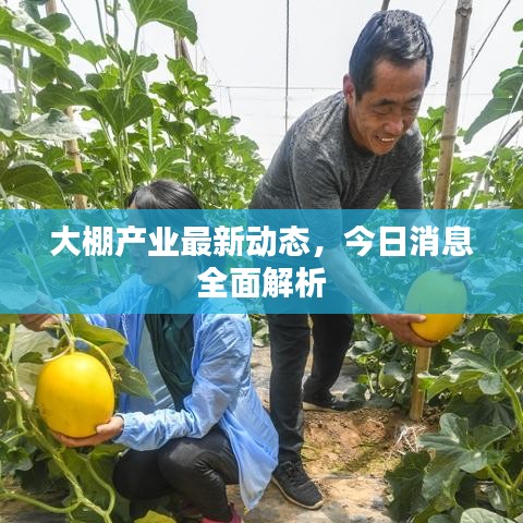 大棚產(chǎn)業(yè)最新動(dòng)態(tài),今日消息全面解析