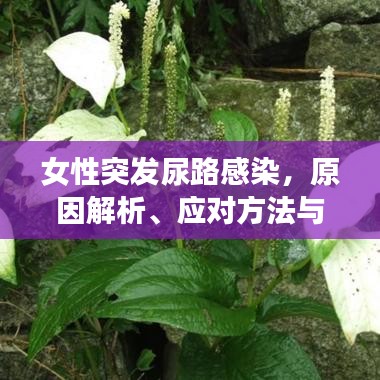 女性突發尿路感染,原因解析、應對方法與預防策略全攻略