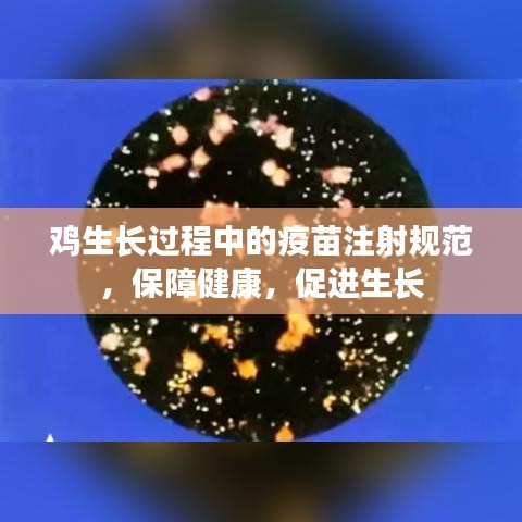 雞生長過程中的疫苗注射規范,保障健康,促進生長