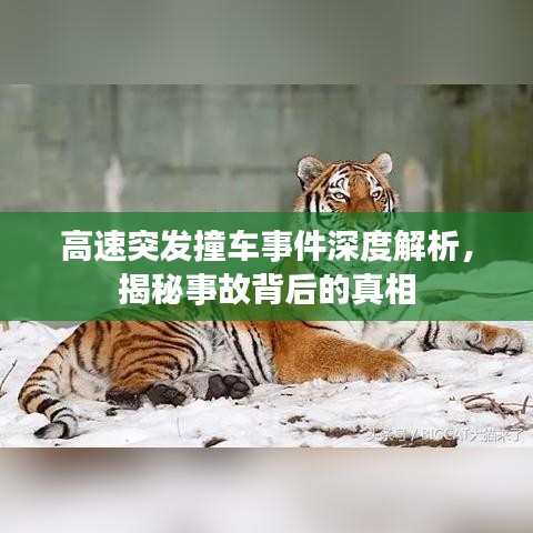 高速突發(fā)撞車事件深度解析,揭秘事故背后的真相