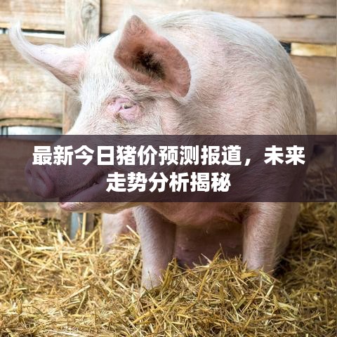 最新今日豬價(jià)預(yù)測(cè)報(bào)道,未來走勢(shì)分析揭秘