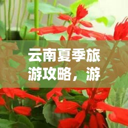 云南夏季旅游攻略,游玩指南帶你暢游仙境!