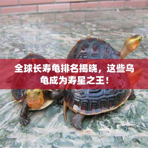 全球長壽龜排名揭曉，這些烏龜成為壽星之王！
