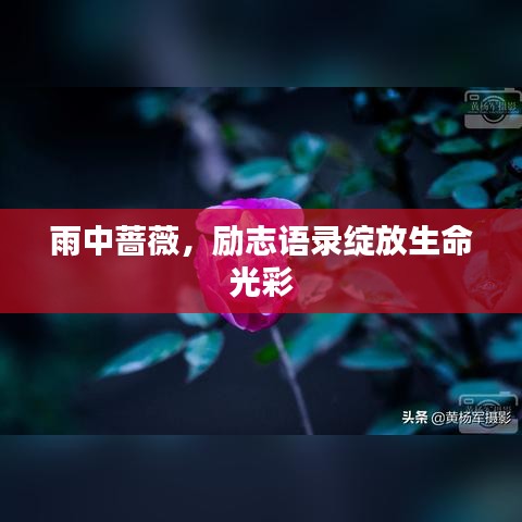 雨中薔薇,勵志語錄綻放生命光彩