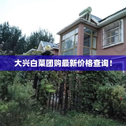 大興白菜團購最新價格查詢！