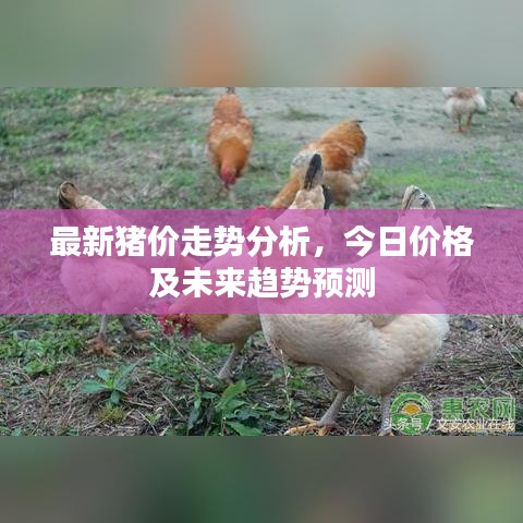 最新豬價走勢分析,今日價格及未來趨勢預測