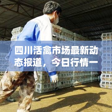 四川活禽市場最新動態報道,今日行情一網打盡!