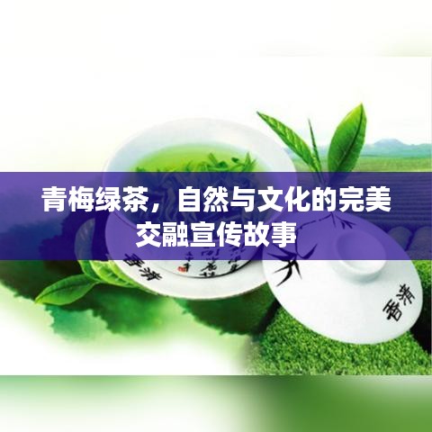 青梅綠茶,自然與文化的完美交融宣傳故事
