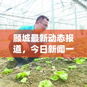 顧城最新動態報道,今日新聞一覽