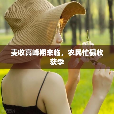 麥?zhǔn)崭叻迤趤砼R,農(nóng)民忙碌收獲季