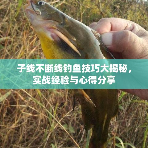 子線不斷線釣魚技巧大揭秘,實戰(zhàn)經(jīng)驗與心得分享