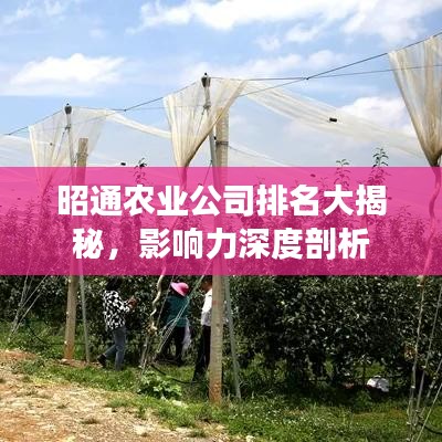昭通農業公司排名大揭秘,影響力深度剖析