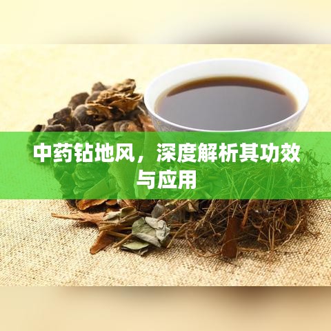 中藥鉆地風(fēng),深度解析其功效與應(yīng)用