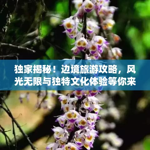 獨家揭秘!邊境旅游攻略,風光無限與獨特文化體驗等你來探秘!