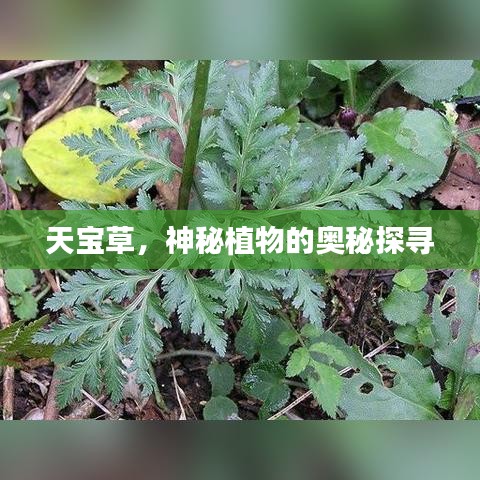 天寶草，神秘植物的奧秘探尋