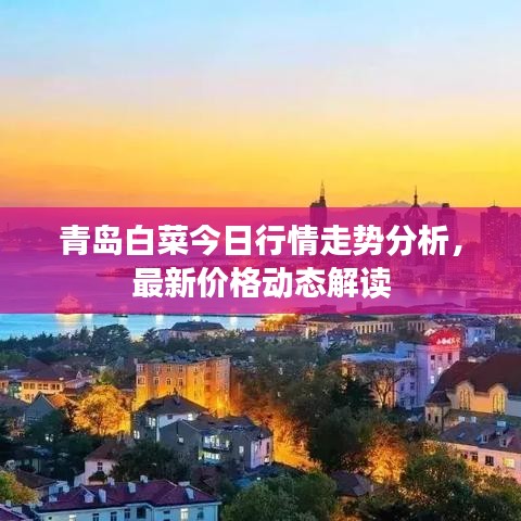 青島白菜今日行情走勢分析,最新價(jià)格動態(tài)解讀