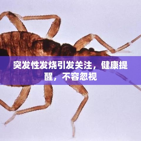 突發性發燒引發關注,健康提醒,不容忽視