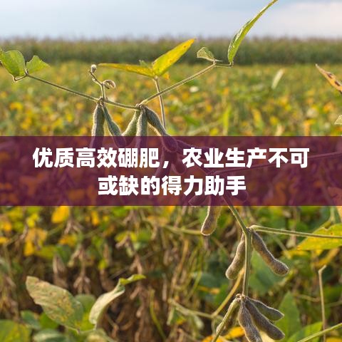 優質高效硼肥,農業生產不可或缺的得力助手