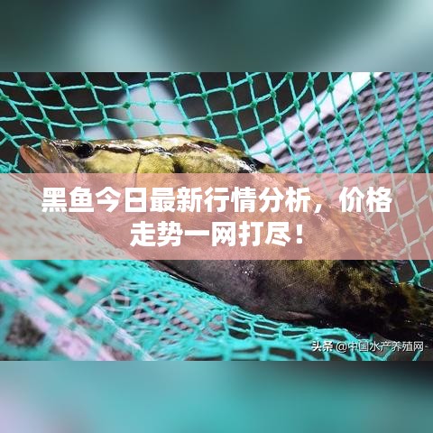 黑魚今日最新行情分析,價格走勢一網(wǎng)打盡!