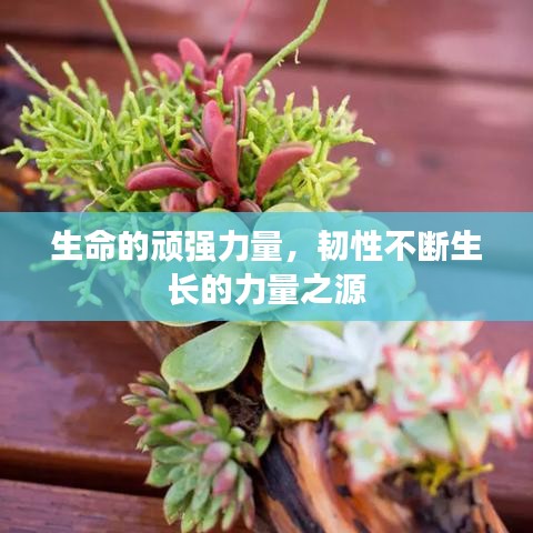 生命的頑強力量,韌性不斷生長的力量之源