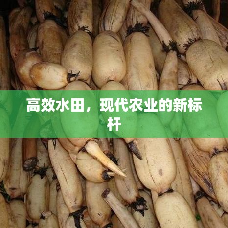 高效水田,現代農業的新標桿