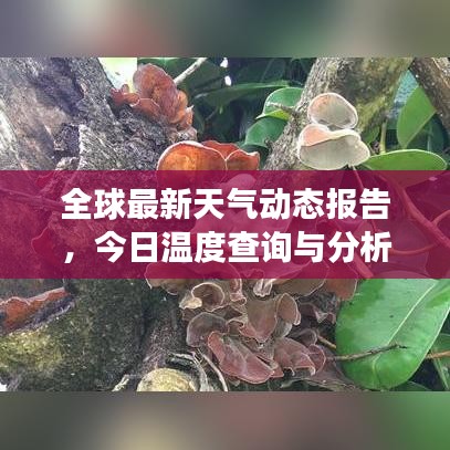 全球最新天氣動態報告,今日溫度查詢與分析,影響全方位解讀